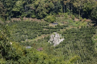 Farmland nestled between the hills in Mae Sai district of Chiang Rai, Thailand