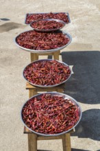 Trays of peppers on the sidewalk for sale along Ban Du street in Chiang Rai, Thailand