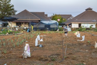 Thai man preparing soil for planting his small farm in a residential area of Chiang Rai, Thailand