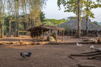 Chickens roam free in the Akha tribe area of the Union of Hill Tribe Villages outside of Chiang Rai