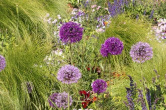 Flower arrangement, pier forecourt, Baltic seaside resort, Kühlungsborn, Rostock district,