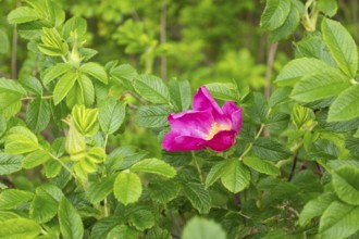 Potato rose, Baltic seaside resort, Kühlungsborn, Rostock district, Mecklenburg-Western Pomerania,