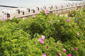 Potato rose (Rosa rugosa), apple rose, beach chairs, beach, Baltic Sea, Baltic Sea resort,