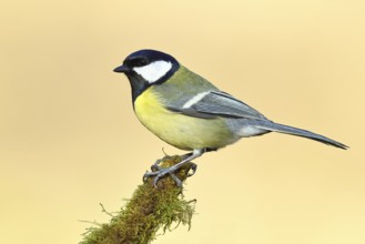 Great tit (Parus major), sitting on moss-covered dead wood, Wilnsdorf, North Rhine-Westphalia,
