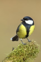 Great tit (Parus major), sitting on moss-covered dead wood, Wilnsdorf, North Rhine-Westphalia,