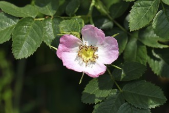 Dog rose (Rosa canina), wild rose, rose hip, blossom, Wilnsdorf, North Rhine-Westphalia, Germany