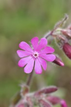 Red campion (Silene dioica), close-up of a flower in a meadow, Wilnsdorf, North Rhine-Westphalia,