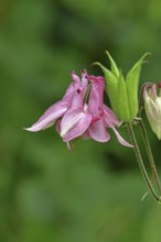 Columbine (Aquilegia vulgaris), pink flower at the edge of a forest, Wilnsdorf, North