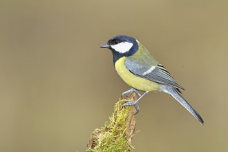 Great tit (Parus major) sitting on moss-covered dead wood, side view, Wilnsdorf, North