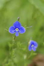 Flower of Gamander speedwell (Veronica chamaedrys), in a deciduous forest, blue blossom, spring,