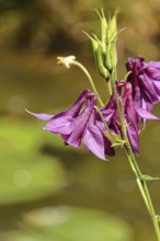 Columbine (Aquilegia vulgaris), dark red flower at the edge of a forest, Wilnsdorf, North