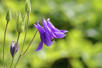 Columbine (Aquilegia vulgaris), blue flower at the edge of a forest, Wilnsdorf, North