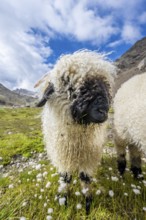 Valais Blacknose sheep (Ovis gmelini aries), high alpine mountain valley, Obere Senner Egete,
