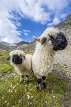 Two Valais Blacknose sheep (Ovis gmelini aries), high alpine mountain valley, Obere Senner Egete,