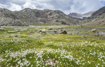 Valais Blacknose sheep (Ovis gmelini aries), high alpine mountain valley, meadow with cotton grass,
