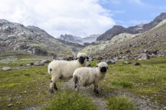 Two Valais Blacknose sheep (Ovis gmelini aries), high alpine mountain valley, Obere Senner Egete,