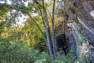 Rocks among trees inside the rainforest in the state of Minas Gerais in Brazil, Minas Gerais,