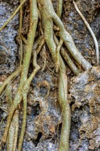 Tree roots clinging to rocks in a rock formation deep in the rainforest in Minas Gerais, Brazil