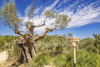 Old growing olive tree by the GR221 hiking trail sign in the countryside a sunny summer day,