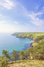 Scenics view at a rocky coastline with pine trees and a sea view to the horizon a sunny summer day