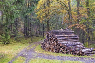 Pile of logs by a dirt road in a mixed forest with beautiful autumn colours a tranquil day in the