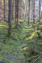 Spruce forest with green moss on the ground and a old a sunken path in the landscape, Sweden