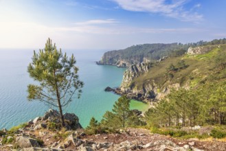 Scenics view at a rocky coastline with pine trees and a sea view to the horizon a sunny summer day