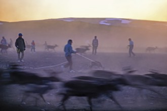 Reindeer herding with Sami people that catching reindeer calf with lasso in the midnight sun a in