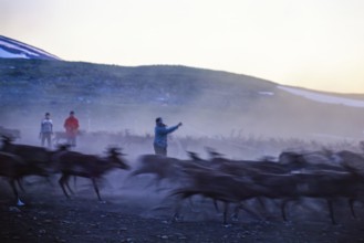 Reindeer herding with Sami people that catching reindeer with lasso in the midnight sun a in the