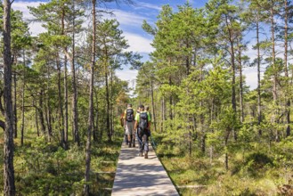 Group of men hiking on a wooden boardwalk on a bog in a pine woodland a sunny summer day, Sweden