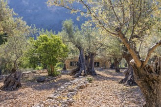 Old olive orchard in a stoney landscape and an old stone house a sunny summer day, Mallorca, Spain