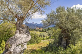 Old tree trunk on a olive tree in the countryside with a villa on a hill by the mountains a sunny