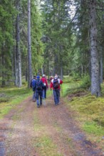 Group of men walking on a path in a spruce forest, Sweden