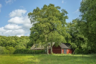 Red cottage behind meadow and birch trees and in front of forest. Österlen, Simrishamn