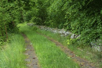 Forest road with stone wall in Tomelilla municipality, Skåne county, Sweden, Scandinavia