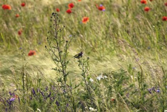 Beautiful poppy field and goldfinch, June, Germany