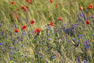 Beautiful poppy field and goldfinches, June, Germany