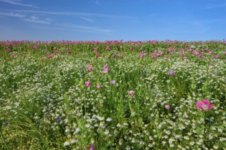 Opium poppy (Papaver somniferum), wide field full of blooming poppies and camomile, under a clear