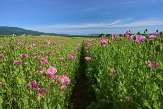Opium poppy (Papaver somniferum), field full of pink blooming poppies with a narrow footpath,