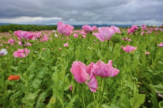Opium poppy (Papaver somniferum), pink poppies in a field under a cloudy sky, summer, Germerode,
