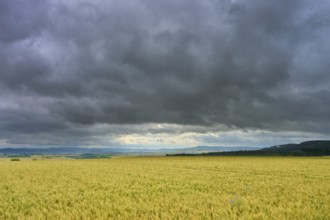 Crop field under a cloudy sky with distant view, summer, Germerode, Geo nature park Park