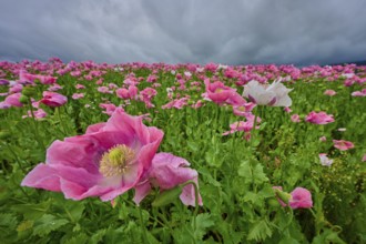 Opium poppy (Papaver somniferum), pink poppy field under a dramatic cloudy sky, summer, Germerode,