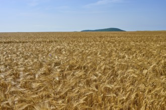 Wide golden barley field, under a clear blue sky with a hill on the horizon, summer, Germerode, Geo