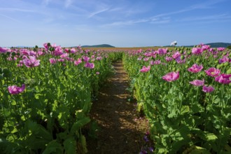 Opium poppy (Papaver somniferum), with a narrow path through the poppy field under a blue sky,