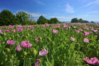 Opium poppy (Papaver somniferum), poppy field with trees in the background against a blue sky,