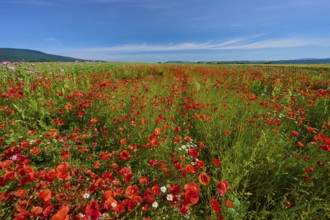 Wide field full of red poppies (Papver rhoeas), under a blue sky, summer, Germerode, Geo nature