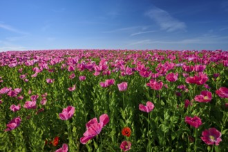 Opium poppy (Papaver somniferum), dense poppy field under a blue sky with strong pink flowers,