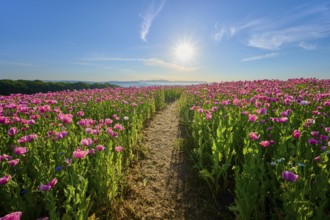 Opium poppy (Papaver somniferum), path through a bright poppy field in bright sunshine, summer,