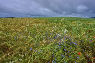 Varied colourful meadow with cornflowers and other summer flowers and cereals, summer, Germerode,