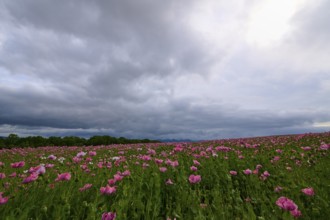 Opium poppy (Papaver somniferum), under a cloudy sky, summer, Germerode, Geo nature park Park